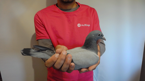 Pigeon image