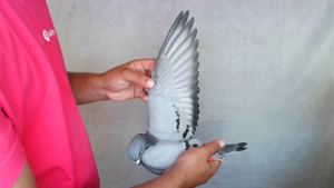 Pigeon image