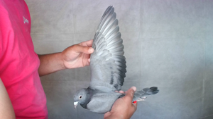 Pigeon image