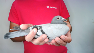 Pigeon image