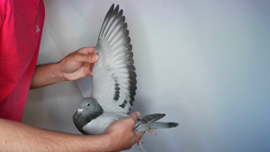 Pigeon image