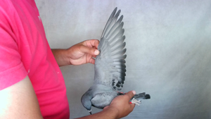 Pigeon image