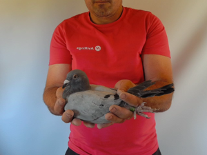 Pigeon image