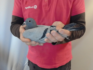 Pigeon image