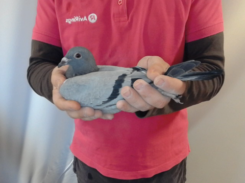 Pigeon image