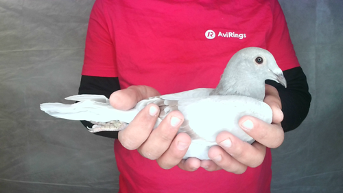 Pigeon image