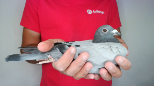 Pigeon image