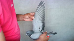 Pigeon image