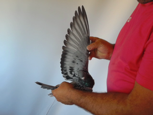 Pigeon image