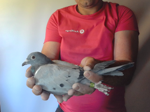 Pigeon image