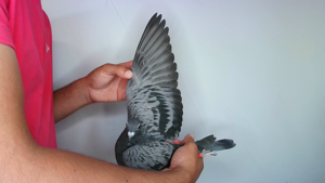 Pigeon image