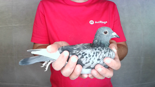 Pigeon image