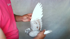 Pigeon image