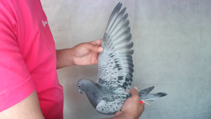 Pigeon image