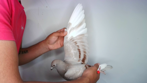 Pigeon image
