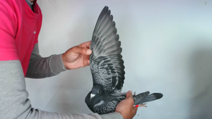 Pigeon image