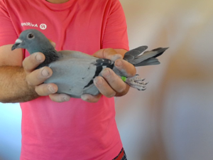 Pigeon image