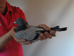 Pigeon image