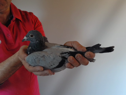 Pigeon image