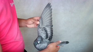 Pigeon image