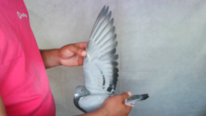 Pigeon image