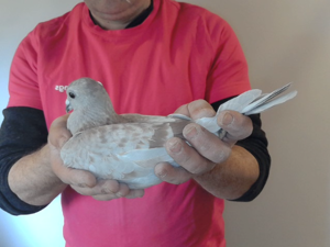 Pigeon image