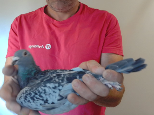 Pigeon image