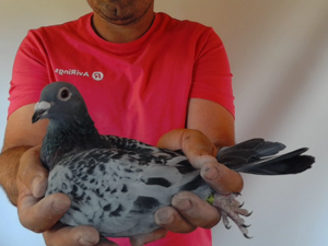 Pigeon image
