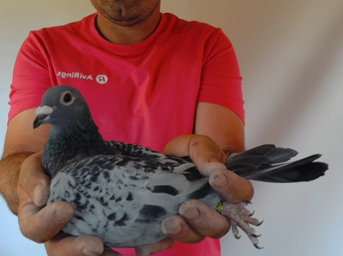 Pigeon image