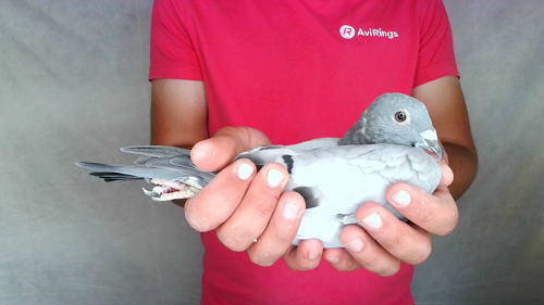 Pigeon image