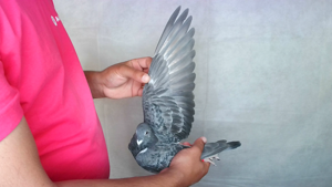 Pigeon image