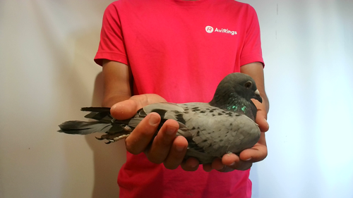 Pigeon image