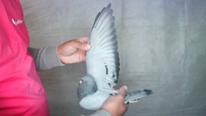 Pigeon image