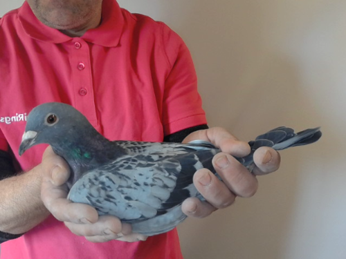 Pigeon image