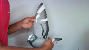 Pigeon image