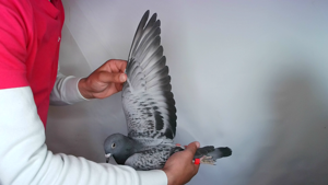 Pigeon image