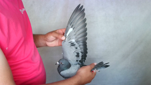 Pigeon image