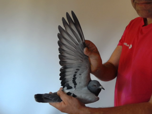 Pigeon image