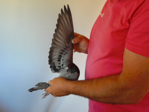 Pigeon image