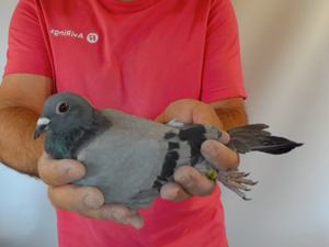 Pigeon image