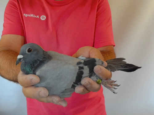 Pigeon image