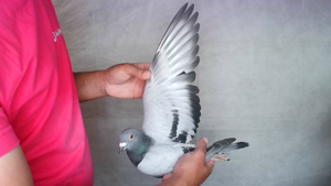 Pigeon image