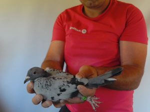 Pigeon image