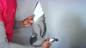 Pigeon image