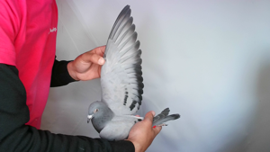 Pigeon image
