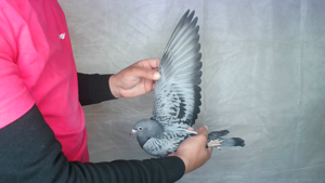 Pigeon image