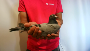 Pigeon image