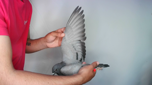 Pigeon image