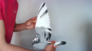 Pigeon image