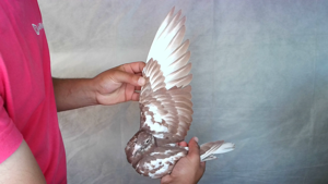 Pigeon image
